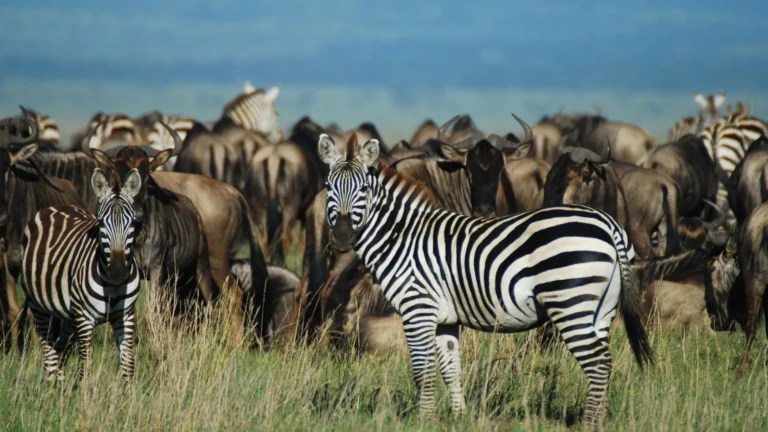 migration safaris