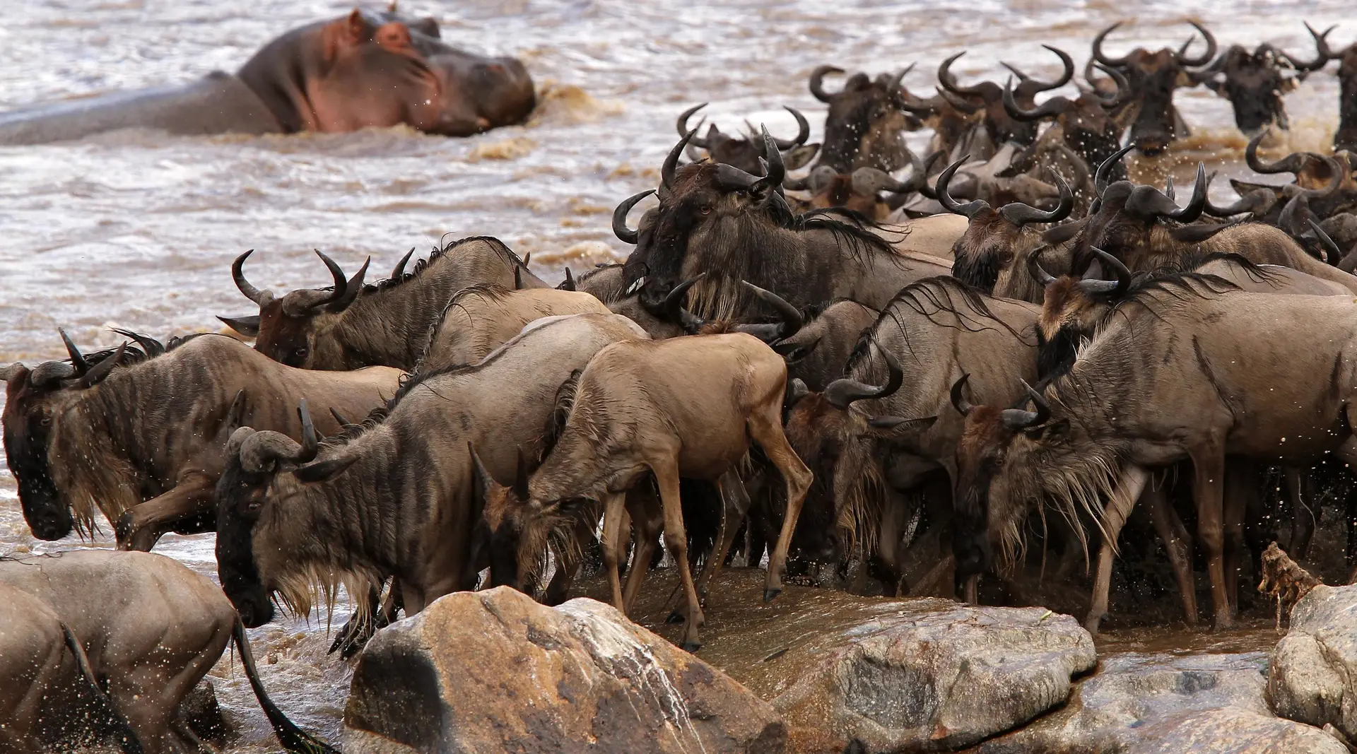 wildebeest-migration-tanzania-safari-holidays